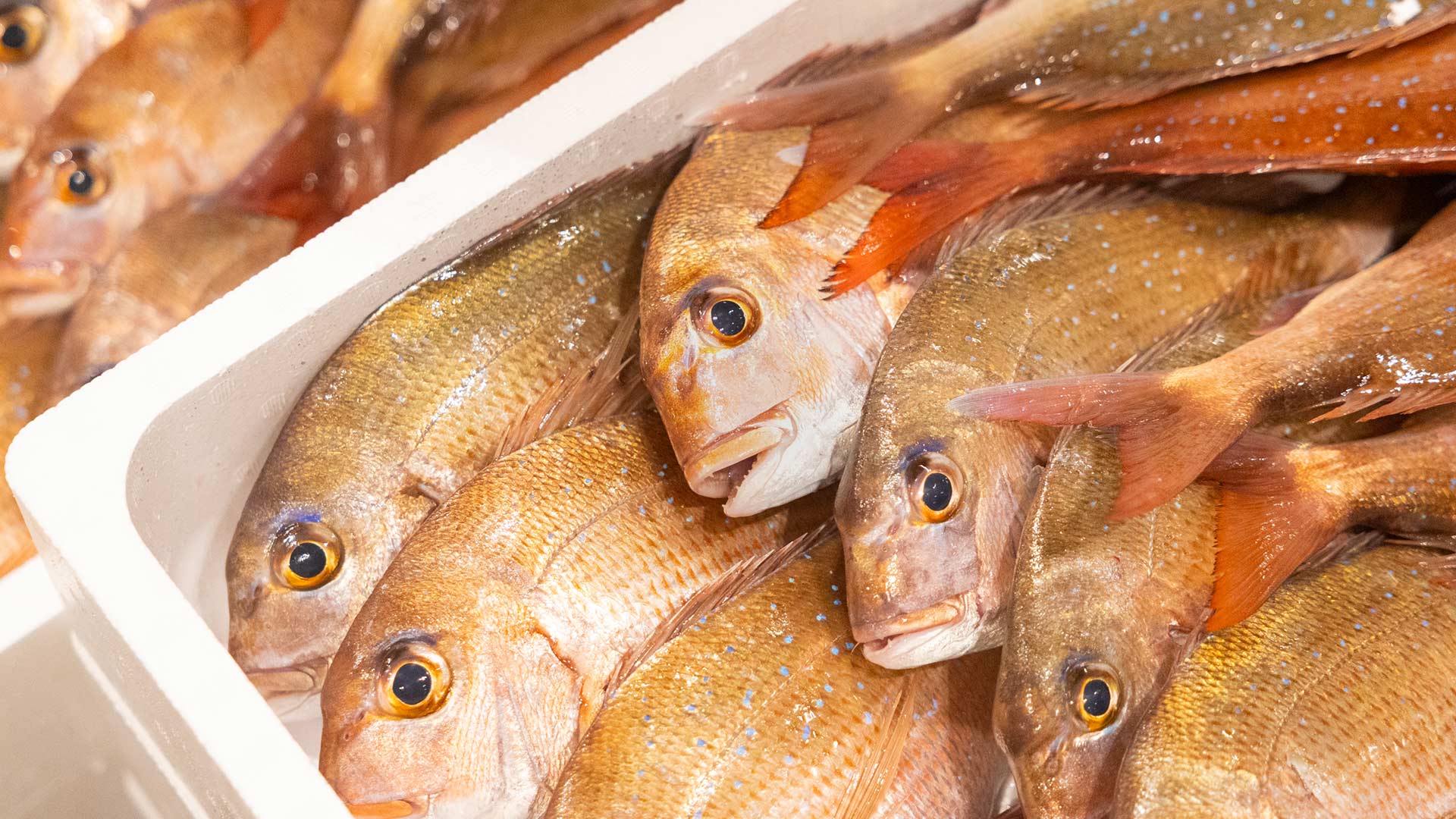 九州の海の恵みを、あなたの食卓へ